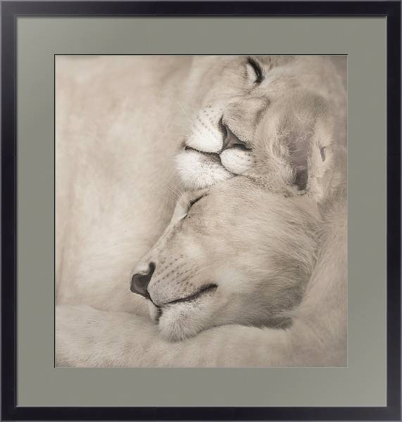 Постер Спящие львы с типом исполнения Под стеклом в багетной раме 221-01