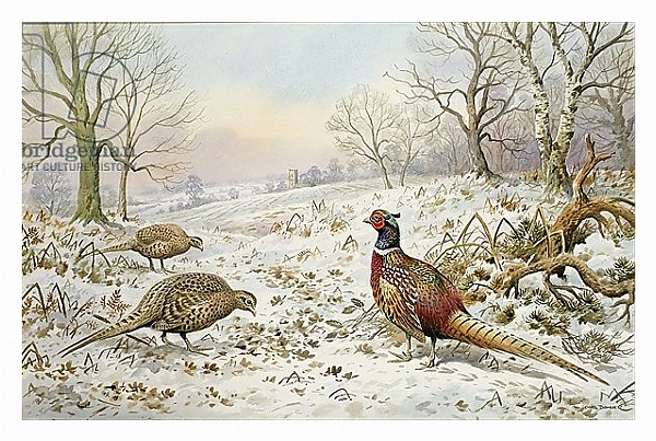 Постер Pheasant and Partridges in a Snowy Landscape с типом исполнения На холсте в раме в багетной раме 221-03