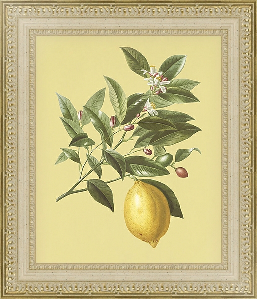 Постер Лимонная ветка на желтом фоне с типом исполнения Акварель в раме в багетной раме 484.M48.725