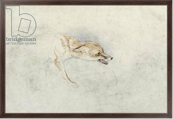 Постер Study of a crouching Fox, facing right verso: faint sketch of fox's head and tail с типом исполнения На холсте в раме в багетной раме 221-02