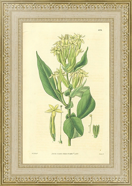 Постер Curtis Ботаника №72 1 с типом исполнения Акварель в раме в багетной раме 484.M48.725