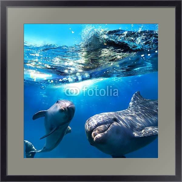 Постер Два дельфина под водой с типом исполнения Под стеклом в багетной раме 221-01