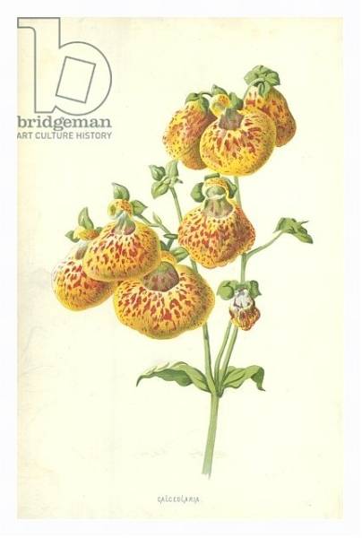 Постер Calceolaria с типом исполнения На холсте в раме в багетной раме 221-03