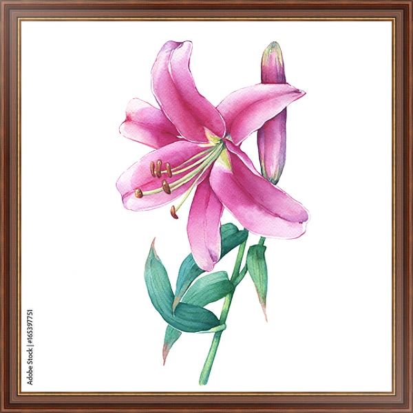 Постер Акварельная розовая лилия с типом исполнения На холсте в раме в багетной раме 35-M719P-83