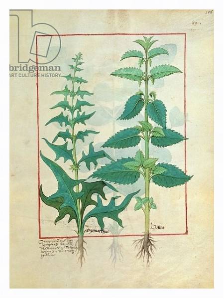 Постер Ms Fr. Fv VI #1 fol.156r Urticaceae Illustration from the 'Book of Simple Medicines' с типом исполнения На холсте в раме в багетной раме 221-03