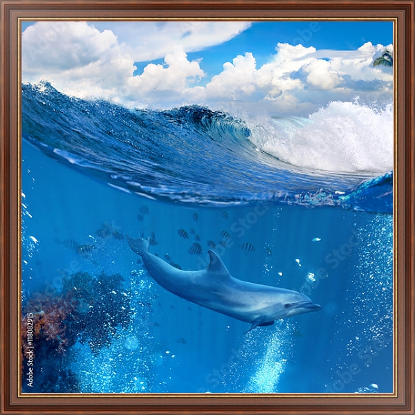 Постер Дельфин у рифа с типом исполнения На холсте в раме в багетной раме 35-M719P-83