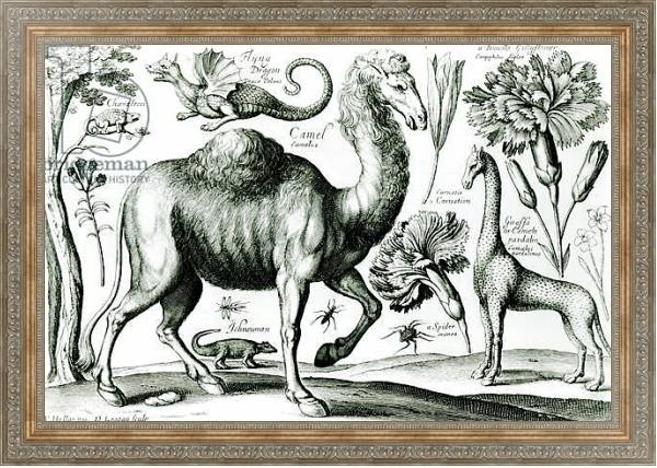 Постер Study of Animals and Flowers, engraved by D. Loggan с типом исполнения На холсте в раме в багетной раме 484.M48.310