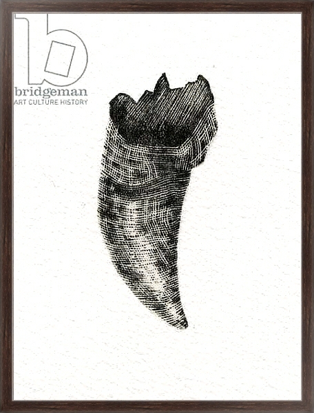 Постер Feline Tooth, 2014 с типом исполнения На холсте в раме в багетной раме 221-02