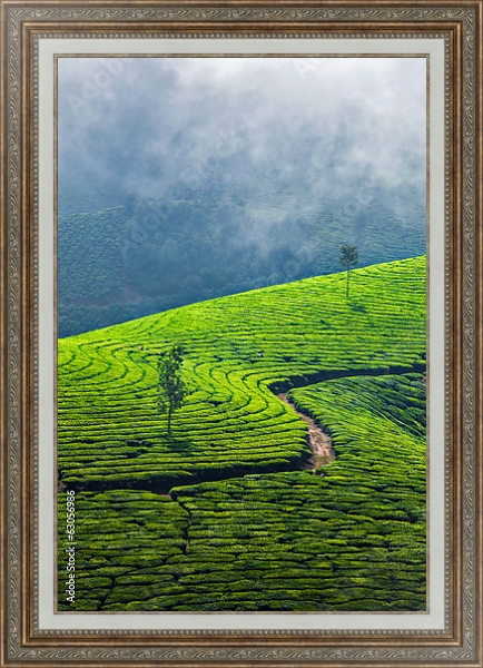 Постер  Зеленые чайные плантации, Муннар, Керала, Индия с типом исполнения На холсте в раме в багетной раме 595.M52.330