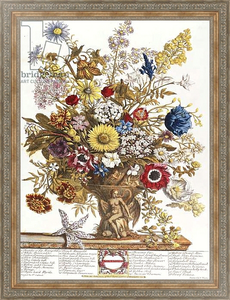 Постер November, from 'Twelve Months of Flowers', 1730 с типом исполнения На холсте в раме в багетной раме 484.M48.310