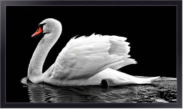 Постер Белый лебедь на черной воде с типом исполнения На холсте в раме в багетной раме 221-01