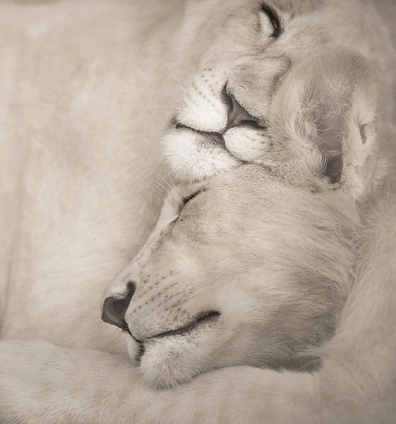 Постер Спящие львы с типом исполнения На холсте без рамы