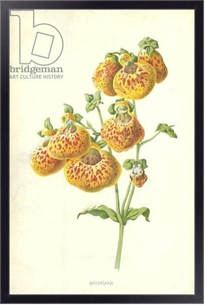 Постер Calceolaria с типом исполнения На холсте в раме в багетной раме 221-01