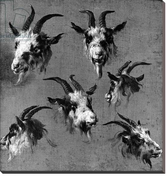 Постер Six studies of goat heads с типом исполнения На холсте без рамы