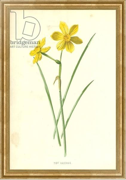 Постер Tiny Daffodil с типом исполнения На холсте в раме в багетной раме NA033.1.051