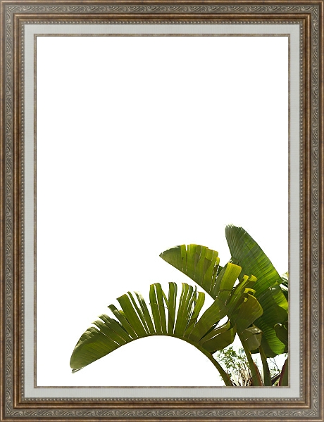 Постер Три пальмовых листа с типом исполнения На холсте в раме в багетной раме 595.M52.330