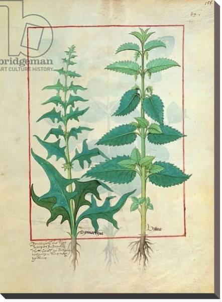 Постер Ms Fr. Fv VI #1 fol.156r Urticaceae Illustration from the 'Book of Simple Medicines' с типом исполнения На холсте без рамы