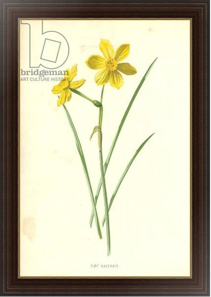 Постер Tiny Daffodil с типом исполнения На холсте в раме в багетной раме 1.023.151