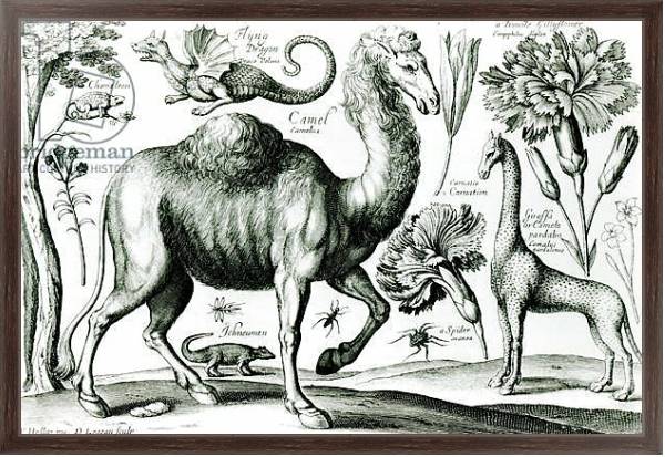 Постер Study of Animals and Flowers, engraved by D. Loggan с типом исполнения На холсте в раме в багетной раме 221-02