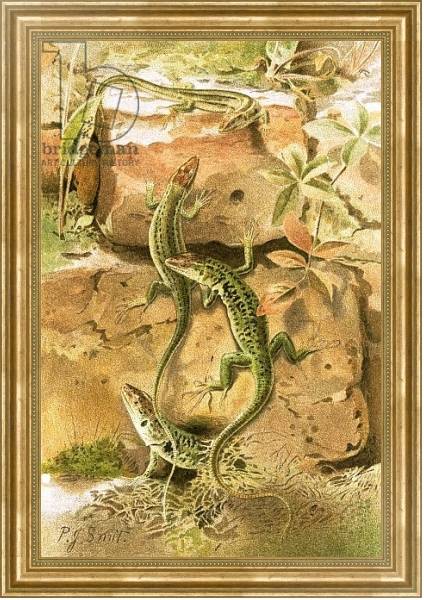 Постер Wall lizards с типом исполнения На холсте в раме в багетной раме NA033.1.051