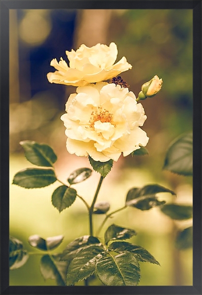Постер Цветок белого шиповника с типом исполнения На холсте в раме в багетной раме 1727.8010