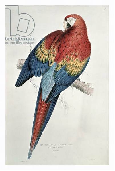 Постер Red and Yellow Macaw с типом исполнения На холсте в раме в багетной раме 221-03