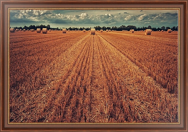Постер Урожай пшеницы с типом исполнения На холсте в раме в багетной раме 35-M719P-83