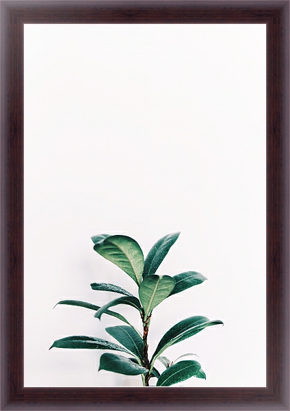 Постер Зеленое растение на белом с типом исполнения На холсте в раме в багетной раме 35-M719P-83