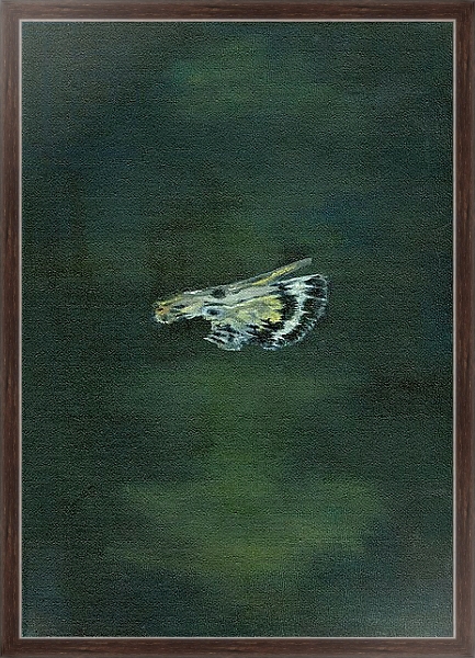 Постер Moth Wing, 2014, с типом исполнения На холсте в раме в багетной раме 221-02