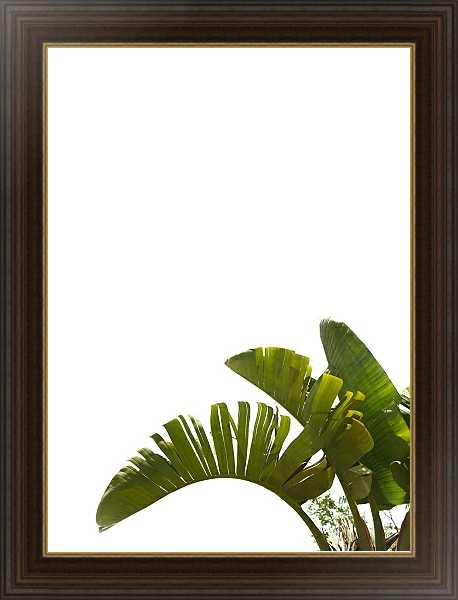 Постер Три пальмовых листа с типом исполнения На холсте в раме в багетной раме 1.023.151