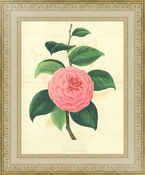 Постер Camellia Japonica Fordii с типом исполнения Акварель в раме в багетной раме 484.M48.725