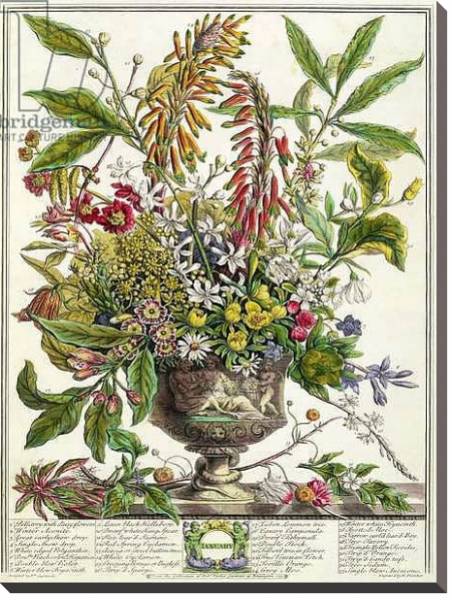 Постер January, from `Twelve Months of Flowers', by Robert Furber engraved by Henry Fletcher с типом исполнения На холсте без рамы