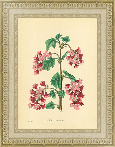 Постер Ribes Sanguineum 2 с типом исполнения Акварель в раме в багетной раме 484.M48.725