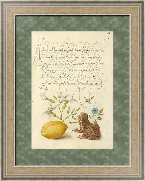 Постер Gillyflower, Insect, Germander, Almond, and Frog с типом исполнения Акварель в раме в багетной раме 485.M40.584