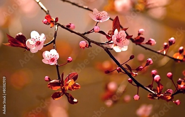 Постер Ветки цветущей сакуры в красных оттенках с типом исполнения На холсте без рамы