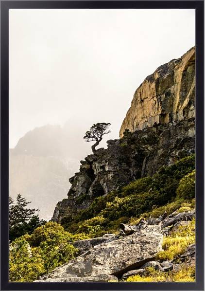 Постер Сосна на крутом обрыве, национальный парк Торрес-дель-Пейн, Чили с типом исполнения На холсте в раме в багетной раме 221-01