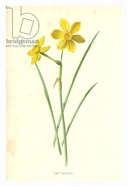 Постер Tiny Daffodil с типом исполнения На холсте в раме в багетной раме 221-03