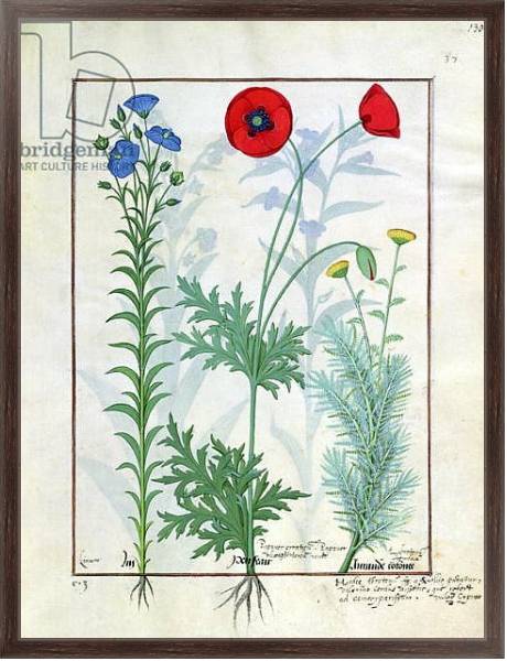 Постер Ms Fr. Fv VI #1 fol.130r Linum, Garden poppies and Abrotanum c.1470 с типом исполнения На холсте в раме в багетной раме 221-02