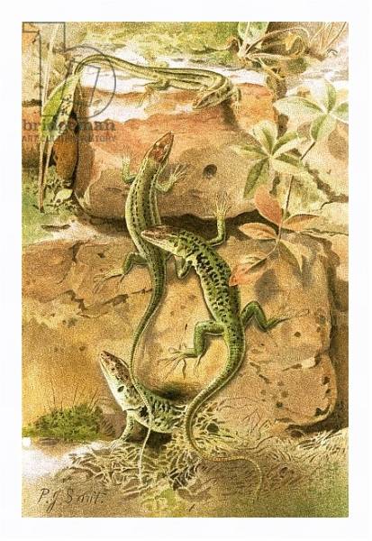 Постер Wall lizards с типом исполнения На холсте в раме в багетной раме 221-03