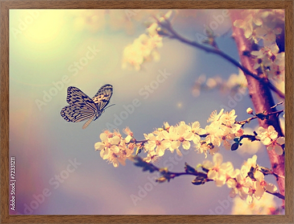 Постер бабочка, садящаяся на цветущую вишню с типом исполнения На холсте в раме в багетной раме 1727.4310