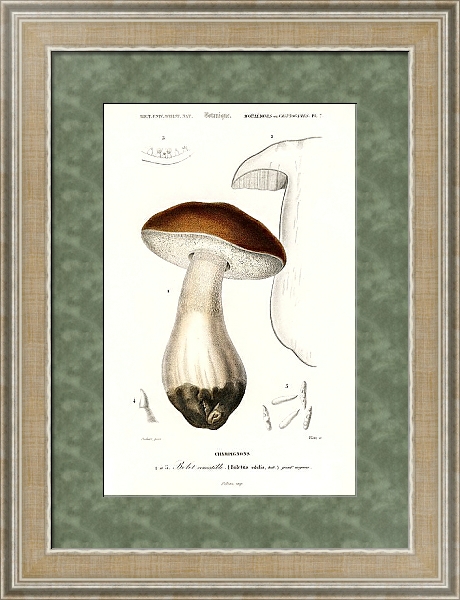 Постер Белый гриб (Boletus edulis) с типом исполнения Акварель в раме в багетной раме 485.M40.584