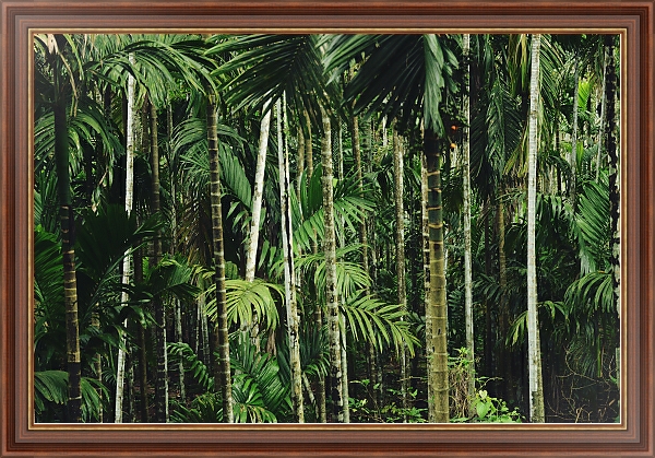 Постер Тропический бамбуковый лес с типом исполнения На холсте в раме в багетной раме 35-M719P-83