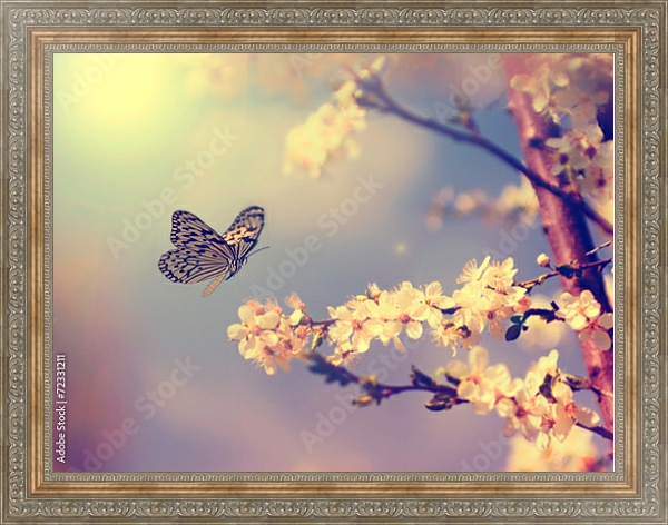 Постер бабочка, садящаяся на цветущую вишню с типом исполнения На холсте в раме в багетной раме 484.M48.310