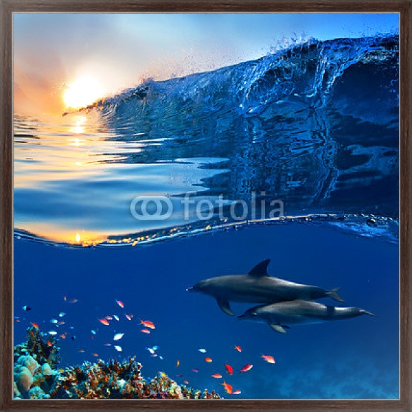 Постер Два дельфина у кораллового рифа с типом исполнения На холсте в раме в багетной раме 221-02