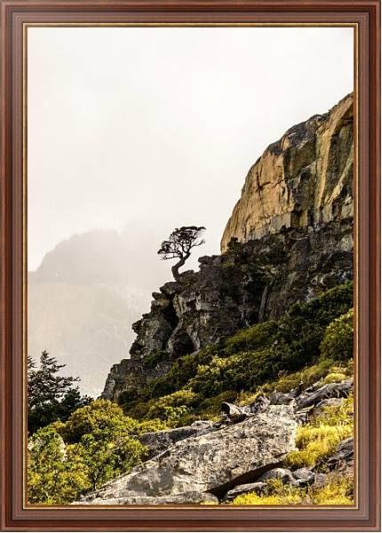 Постер Сосна на крутом обрыве, национальный парк Торрес-дель-Пейн, Чили с типом исполнения На холсте в раме в багетной раме 35-M719P-83