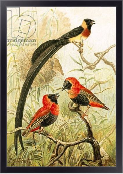 Постер Weaver Birds с типом исполнения На холсте в раме в багетной раме 221-01