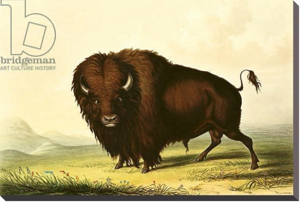 Постер A Bison, c.1832 с типом исполнения На холсте без рамы