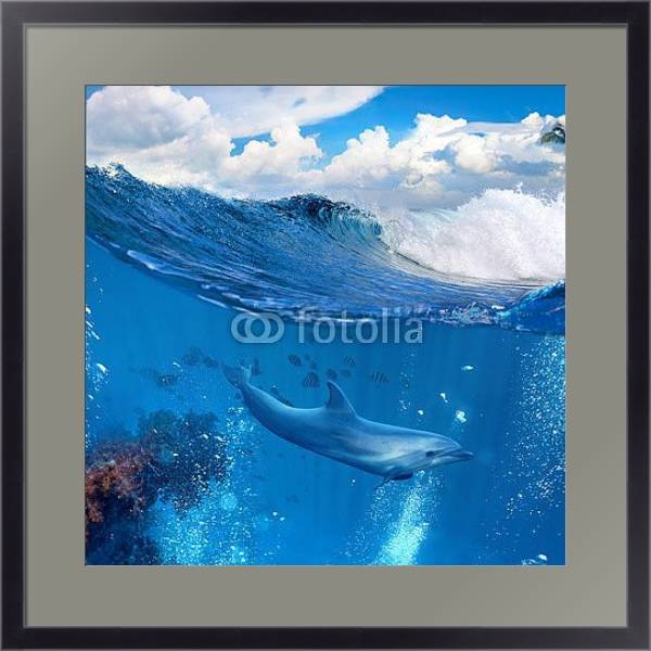 Постер Дельфин у рифа с типом исполнения Под стеклом в багетной раме 221-01