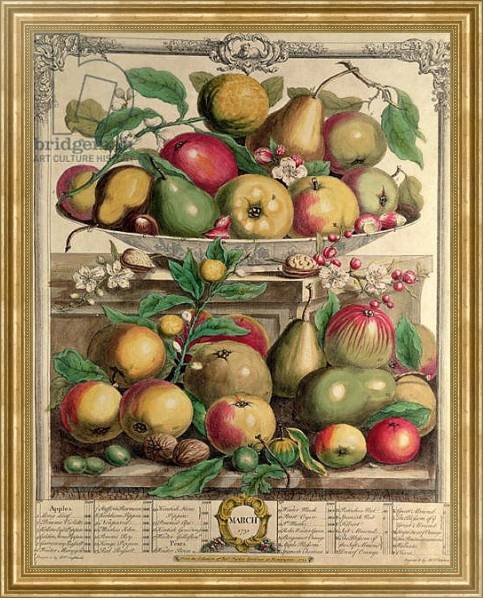 Постер March, from 'Twelve Months of Fruits', by Robert Furber engraved by Henry Fletcher, 1732 с типом исполнения На холсте в раме в багетной раме NA033.1.051
