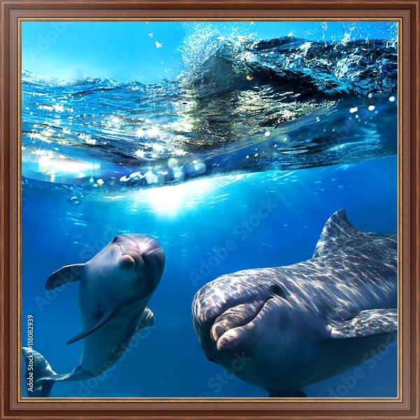 Постер Два дельфина под водой с типом исполнения На холсте в раме в багетной раме 35-M719P-83
